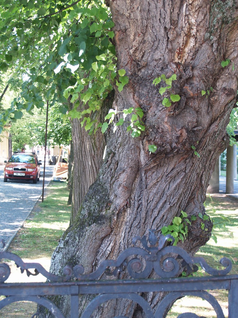 Zahrada 2008 by Kiki 017